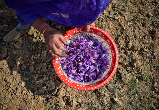 امرأة تجمع زهور الزعفران في حقل في بامبور