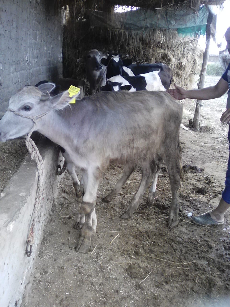 تحصين الماشية والطيور في كفر الشيخ من الأمراض   (4)