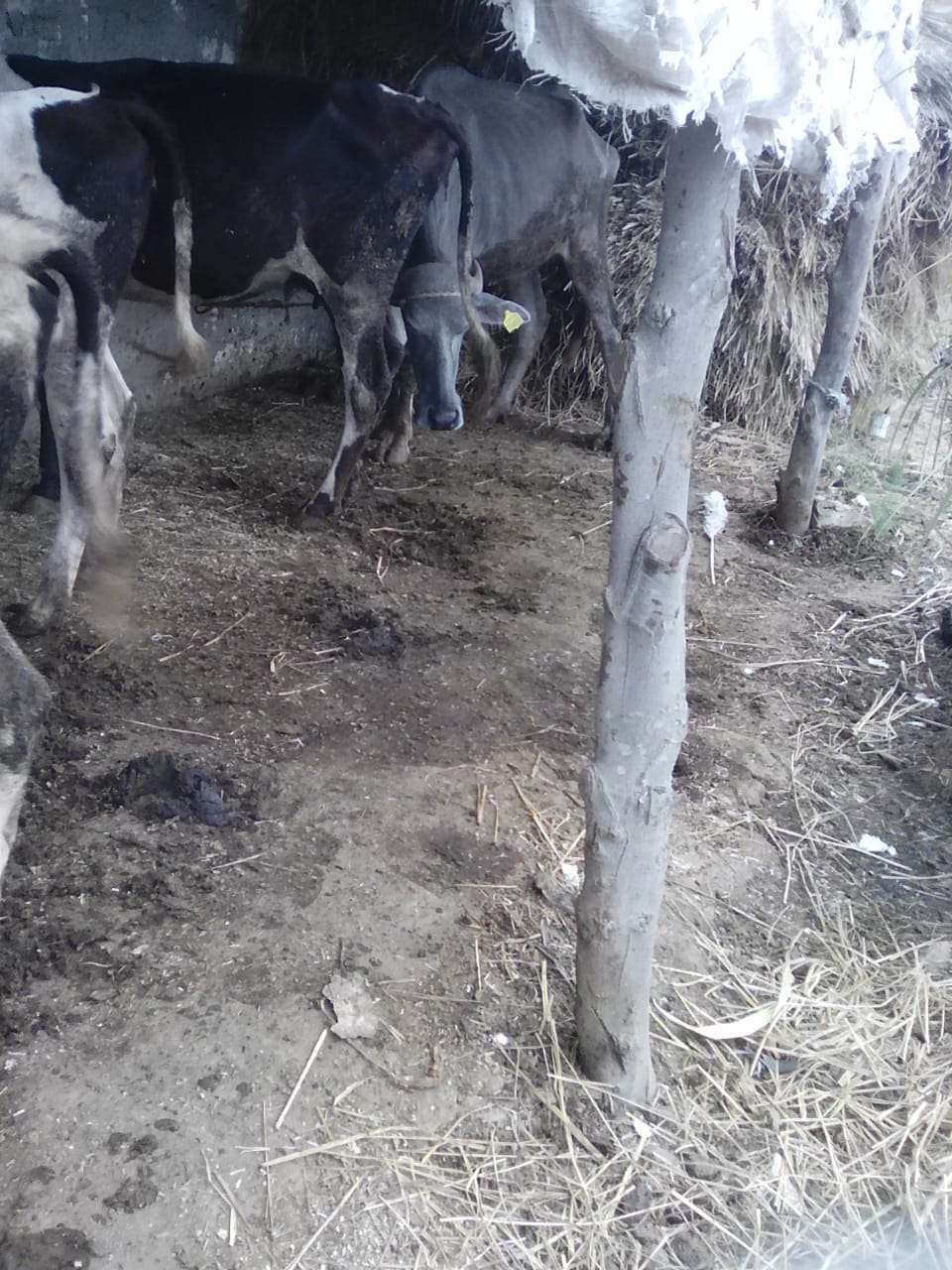تحصين الماشية والطيور في كفر الشيخ من الأمراض   (3)
