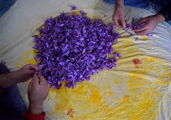 جمع أزهار الزعفران في بامبور