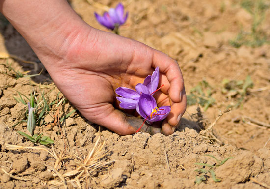 جمع زهور الزعفران في حقل في بامبور