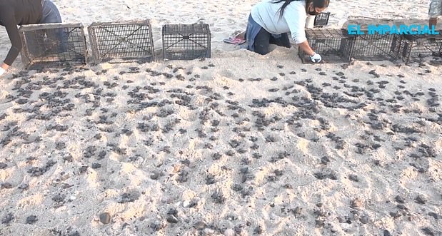 السلاحف تفقس أكثر من المعتاد بشاطئ بالمكسيك (3)