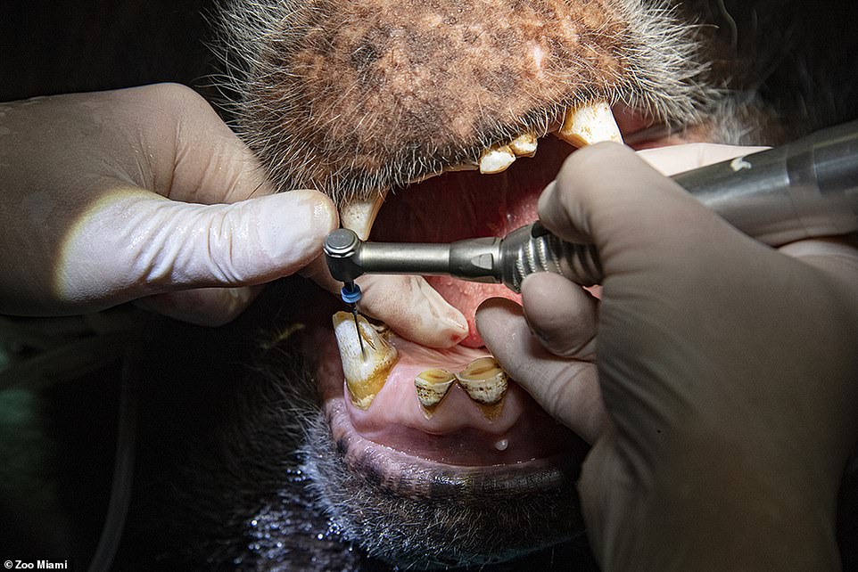 وحوش حديقة حيوانات أمريكية في قبضة أطباء الأسنان ..صور  (5)