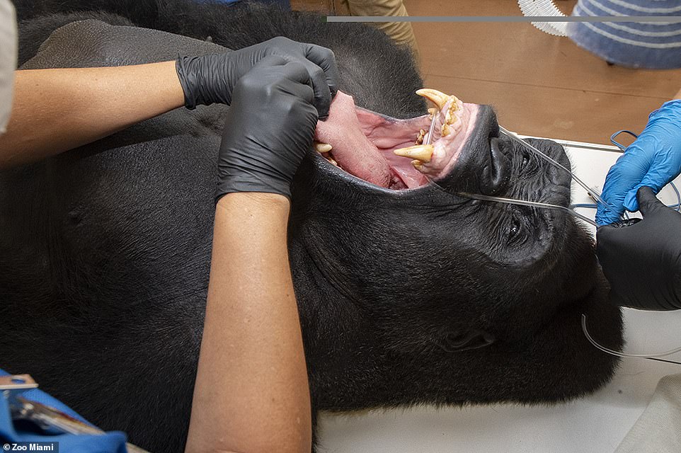 وحوش حديقة حيوانات أمريكية في قبضة أطباء الأسنان ..صور  (1)