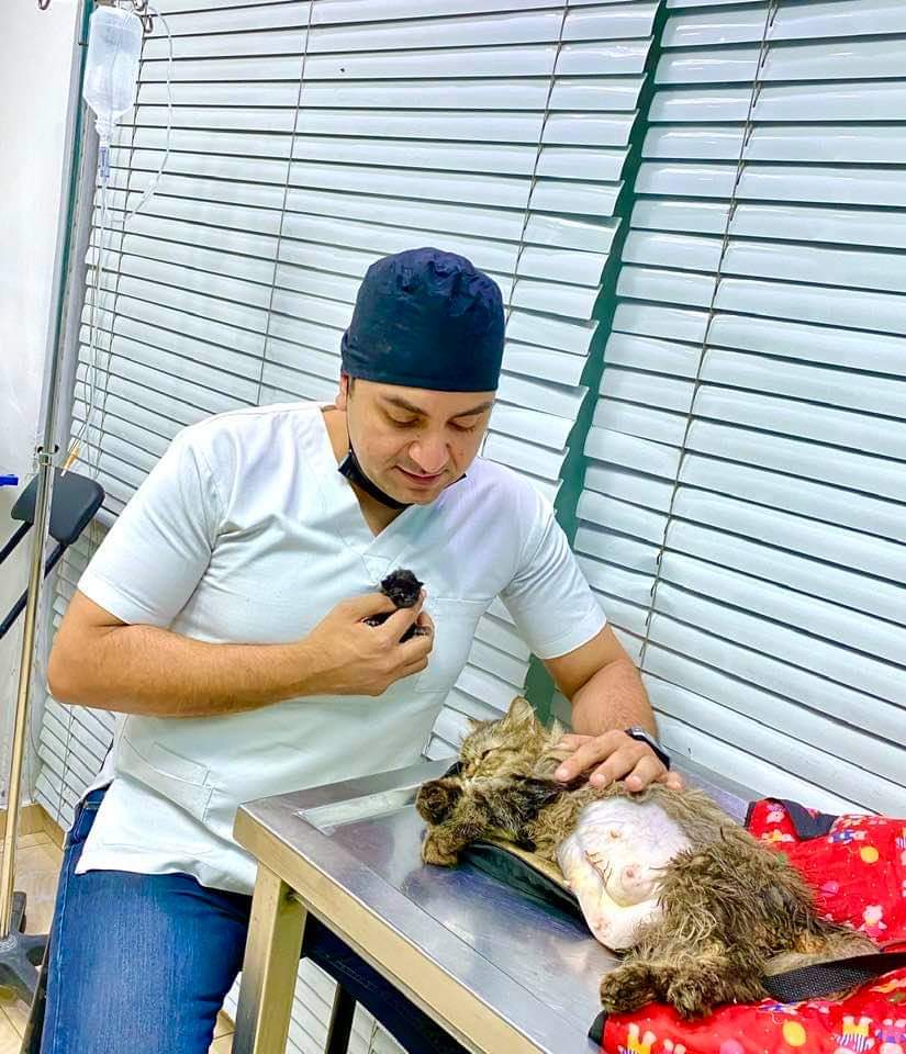 القطة مع الدكتور محمود بعد الولادة القيصرية
