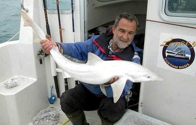 اصطياد أول أسماك القرش البيضاء على الإطلاق في بريطانيا