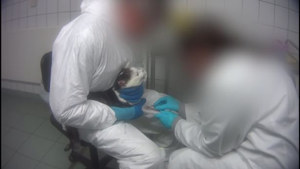 0_SOCIAL-Monkeys-scream-out-in-pain-in-secret-footage-recorded-at-German-lab