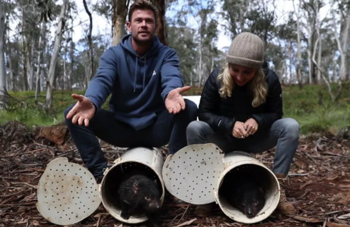 كريس هيمسورث يساعد في إعادة حيوان شياطين تسمانيا إلى أستراليا لأول مرة منذ 3 ألاف عام
