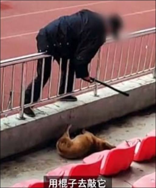 عاملان يضربان كلبا حتى الموت فى الصين  (2)