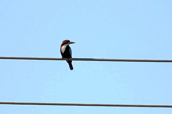 الطيور المهاجرة (1)