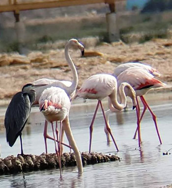 الطيور المهاجرة (3)