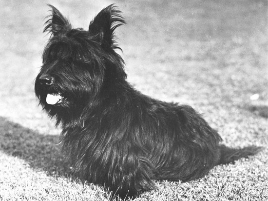 الكلب فالا كان رفيق الرئيس فرانكلين دي روزفلت