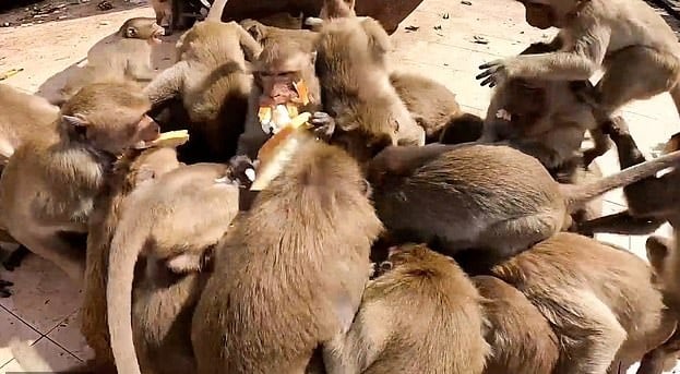 القرود تعانى الجوع بسبب كورورنا ويتدافعون على الخبر في تايلاند (2)