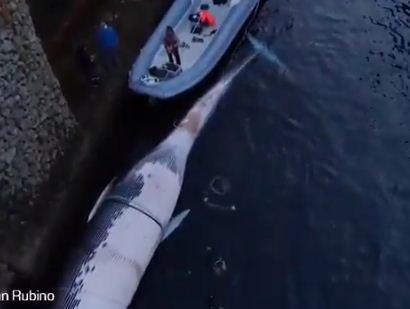 سحب الحوت من موقعه