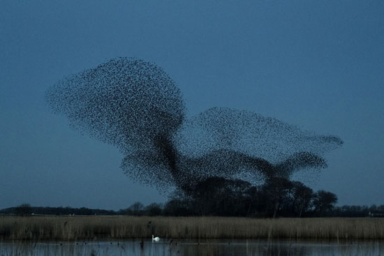 طيور الزرزور فوق مسطحات الدنمارك