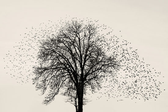 الطيور المهاجرة تترك الشجرة لتكون اشكال ابداعية