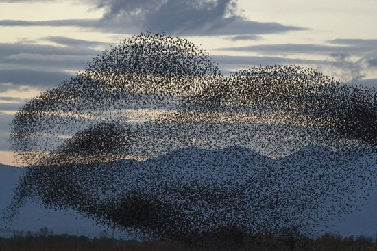 أسراب الزرزور تبلغ نحو مليون طائر