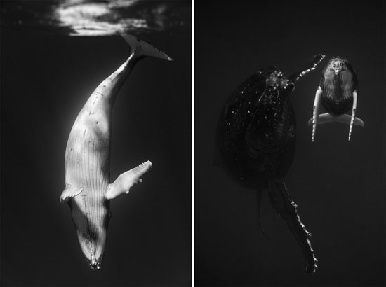 يوجد ما لا يقل عن 80 الف من الحوت الاحدب في جميع انحاء العالم