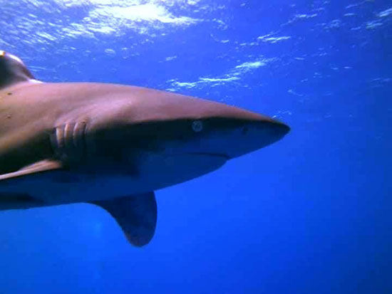 أسماك القرش فى البحر الأحمر (1)