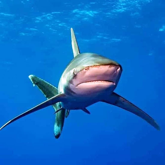 أسماك القرش فى البحر الأحمر (8)