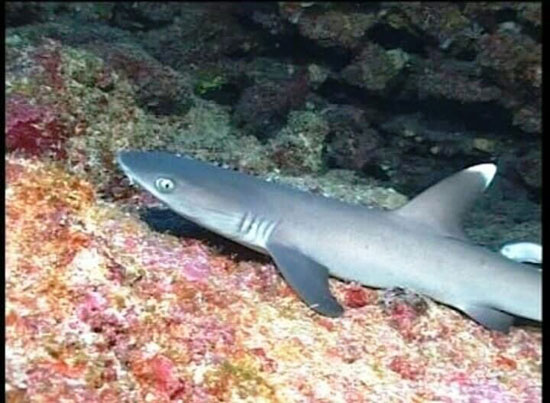 أسماك القرش فى البحر الأحمر (4)