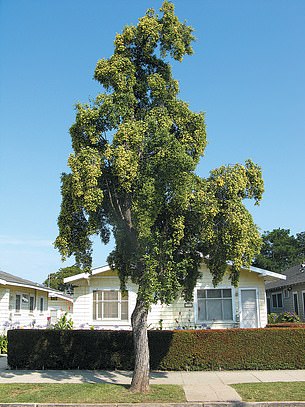 الشجرة الصابونية المستخدمة لزيادة فعالية لقاح كورونا