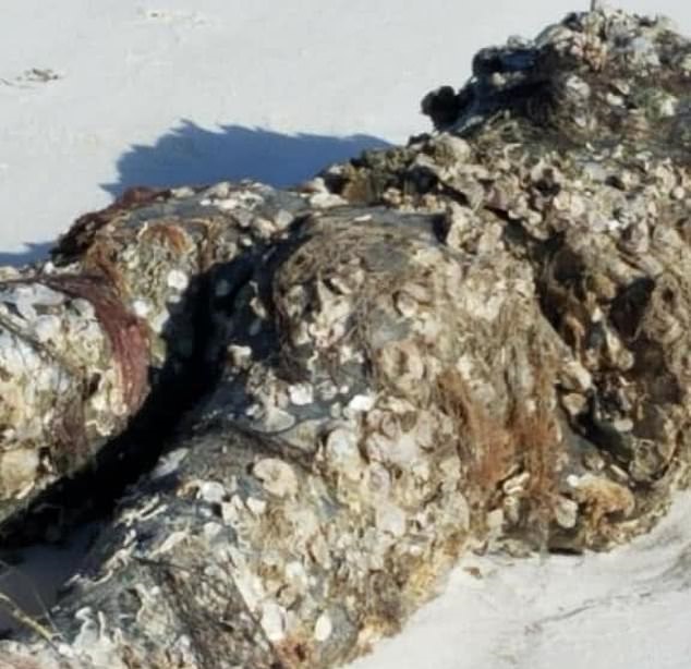 بلاغات بعد العثور على مانيكان يشبه جثة مقطوعة الرأس على شاطئ بأمريكا (2)