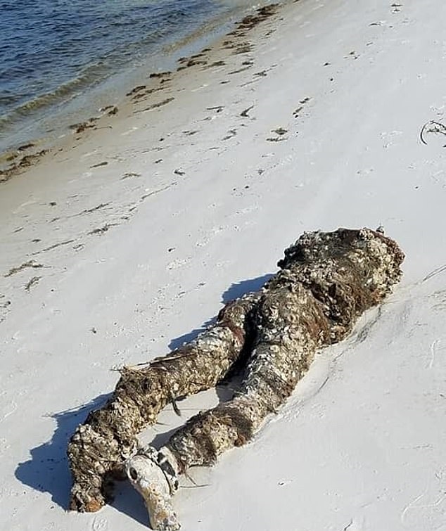 بلاغات بعد العثور على مانيكان يشبه جثة مقطوعة الرأس على شاطئ بأمريكا (1)