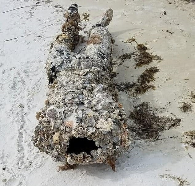 بلاغات بعد العثور على مانيكان يشبه جثة مقطوعة الرأس على شاطئ بأمريكا (3)