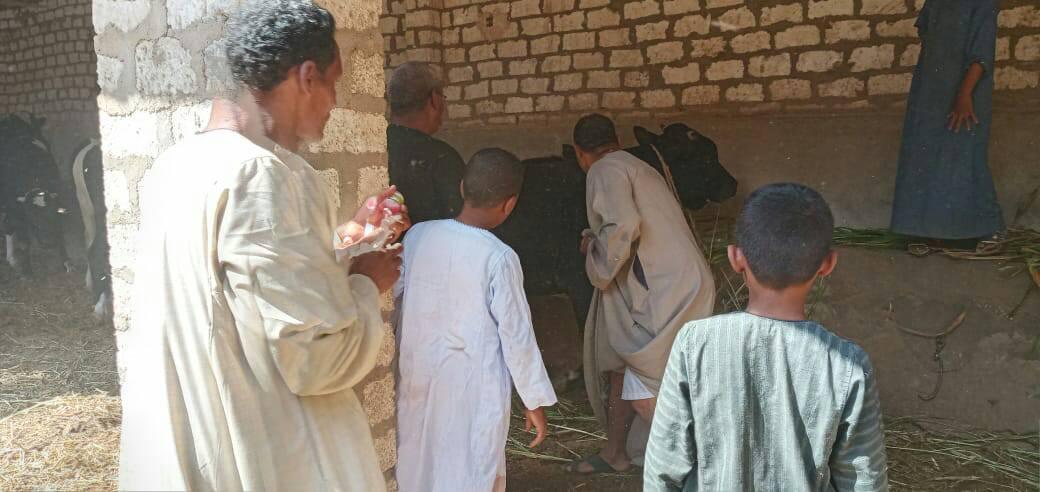 تنفيذ أعمال التحصينات البيطرية والترقيم والتسجيل بادفو (7)