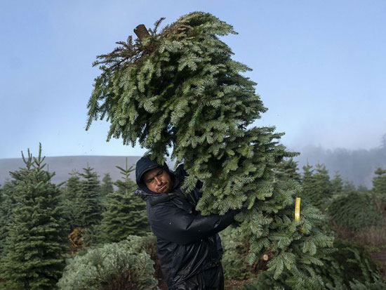 رجل يحمل شجرة كريسماس قبل التشذيب