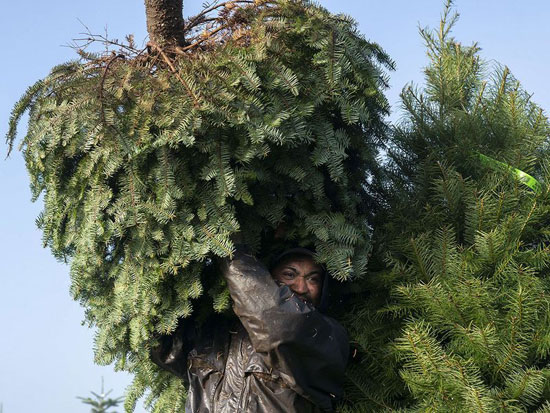 عامل يحمل قطع أشجار عيد الميلاد