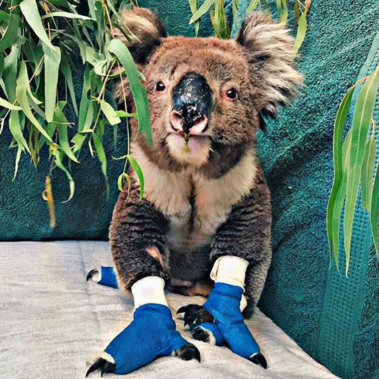 15-images-of-rescued-animals-australia-bushfires-12