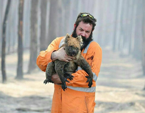 15-images-of-rescued-animals-australia-bushfires-5