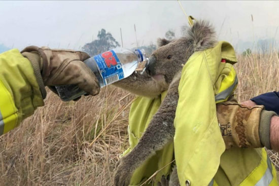15-images-of-rescued-animals-australia-bushfires-8
