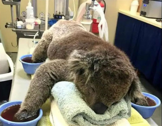 15-images-of-rescued-animals-australia-bushfires-7