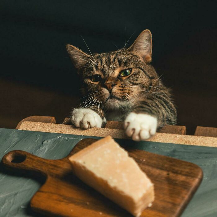 قطة تحاول سرقة الجبن