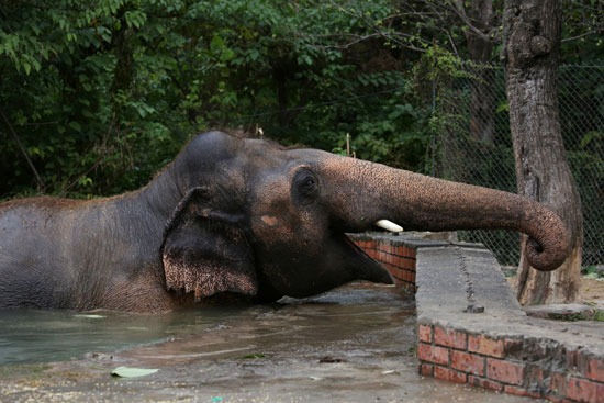 الفيل كافان في المياه