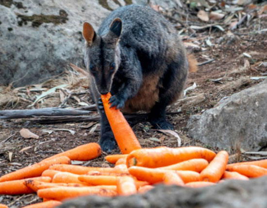 15-images-of-rescued-animals-australia-bushfires-14