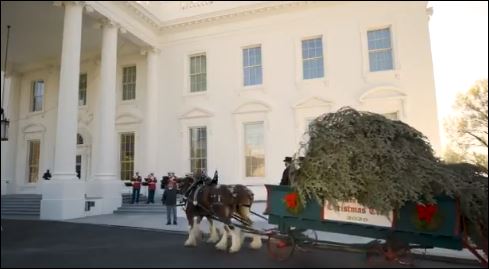 ميلانيا ترامب تستقبل أخر شجرة كريسماس في عهد الرئيس الأمريكى (2)