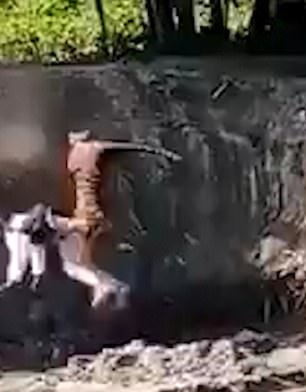 نمر يهاجم رجلا ويقفز عليه في حفرة بالهند (3)