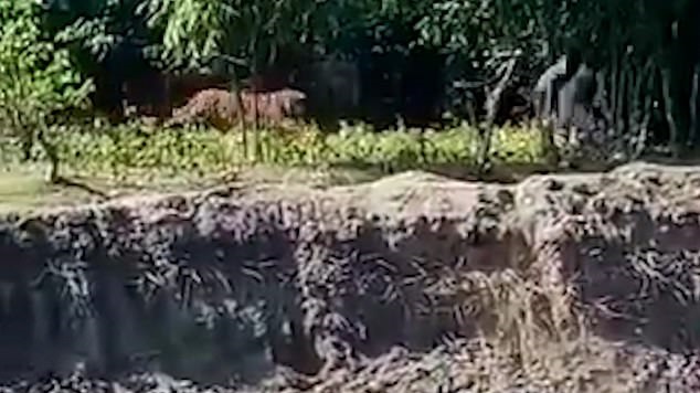 نمر يهاجم رجلا ويقفز عليه في حفرة بالهند (1)