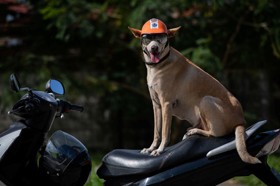 بوجي كلب تحول لنجم في الفلبين