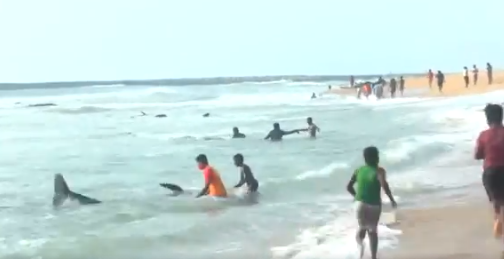 اطفال يحاولون انقاذ الحيتان