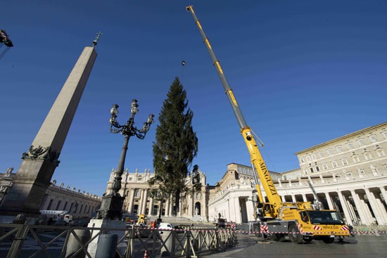 شجرة عيد الميلاد في الفاتيكان