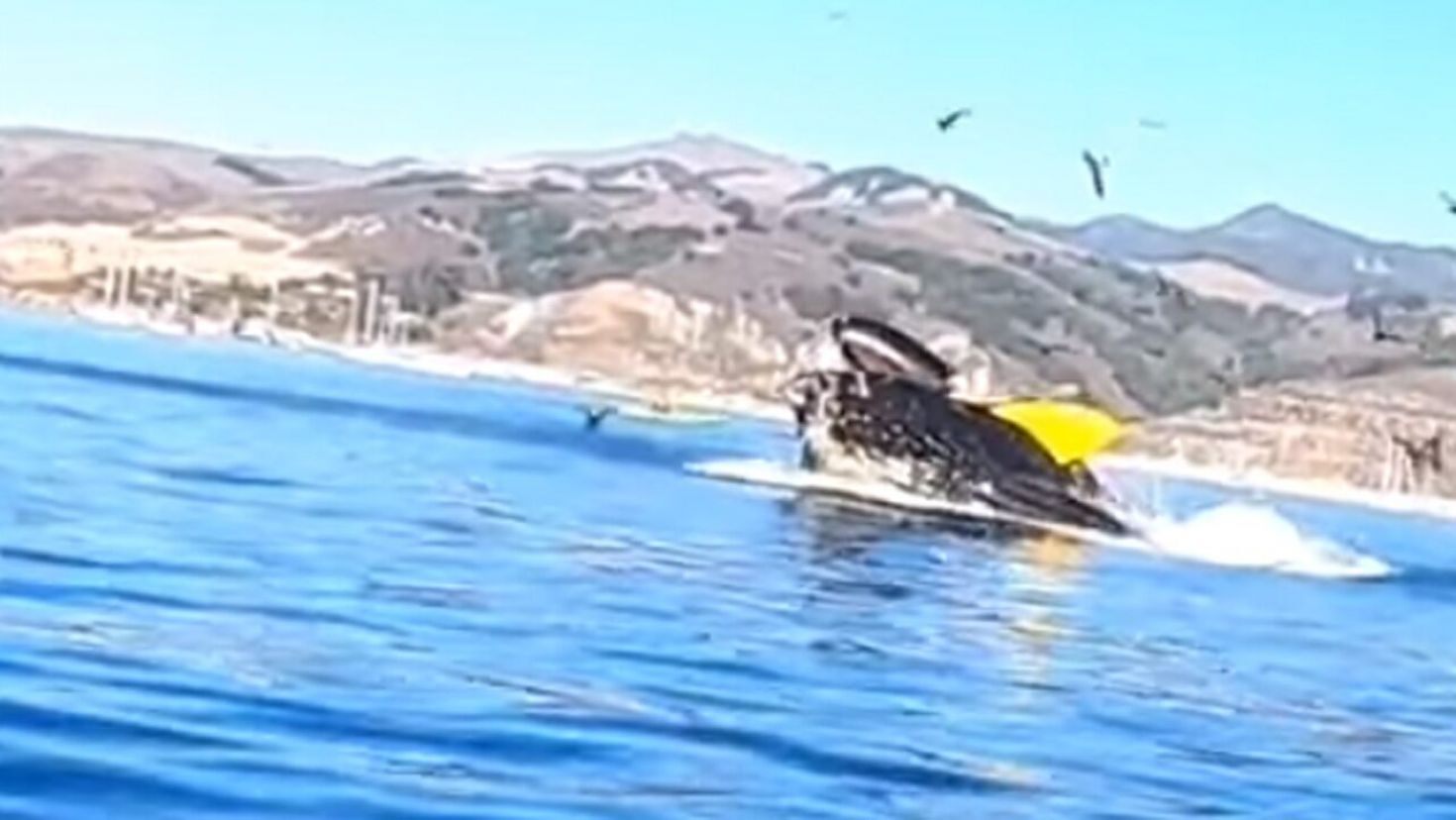 الحوت الأحدب يبتلع القارب 