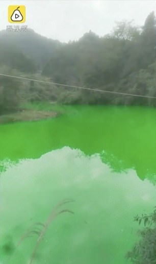 نهر يتحول إلى اللون الأخضر في الصين (2)