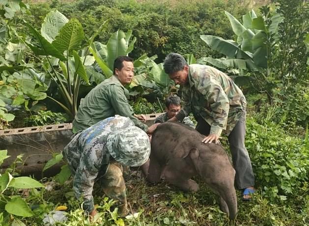 إنقاذ فيلا صغيرا سقط في حفرة بالصين  (3)