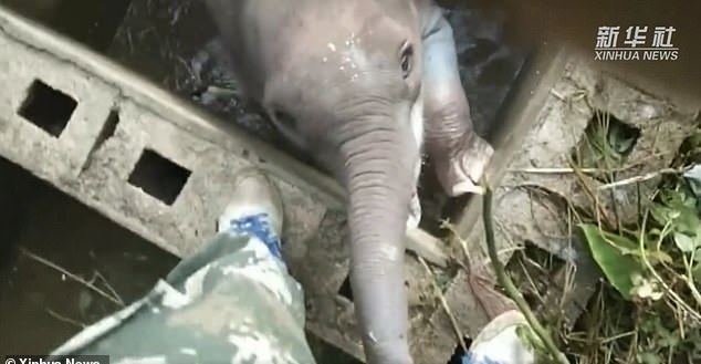 إنقاذ فيلا صغيرا سقط في حفرة بالصين  (1)