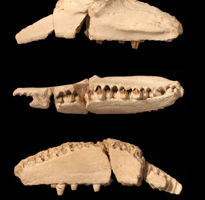 اسنان الديناصور